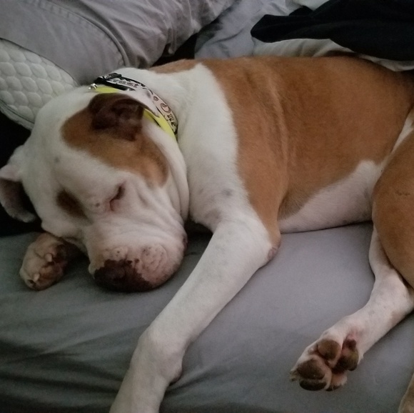 My fur baby Zeus - Picture 1 of 1